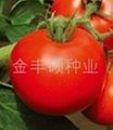 红果番茄种子批发