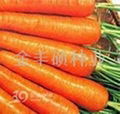 日本六寸-胡蘿蔔種子