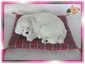 Sleeping Snow White Dog On Blanket