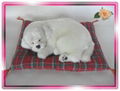 Sleeping Snow White Dog On Blanket 1