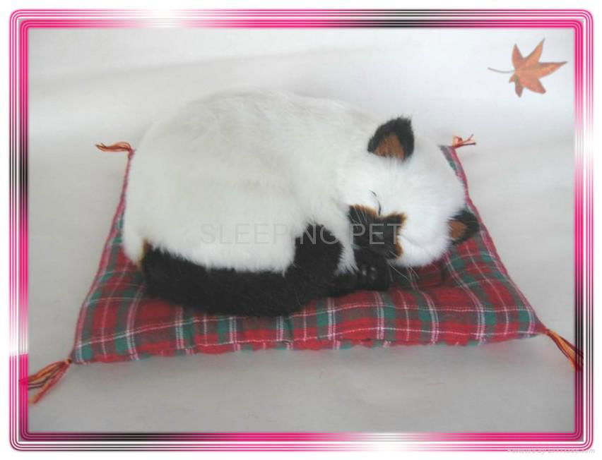 Sleeping Siamese Cat On Blanket