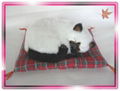 Sleeping Siamese Cat On Blanket 1