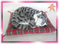 Sleeping Grey Cat On Blanket 1