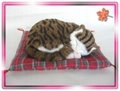Sleeping Brown Cat On Blanket
