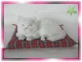 Sleeping Snow White Cat On Blanket