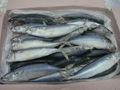 mackerel  1