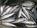 mackerel  2
