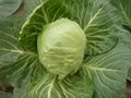 cabbage 1