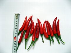 chilli