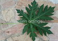 Papaya leaves, banana leaf, sesame/