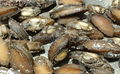 Dried Abalone 1