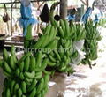 FRESH QUALITY CAVENDISH BANANAS  1