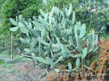 Cactus extract