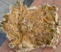 Dry goat skin 1