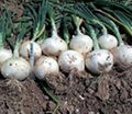 WHITE ONIONS FRESH FROM INDIA