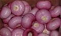 FRESH  PINK ONION FARM FRESH