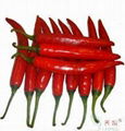 Fresh Chili