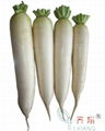 Fresh White Radish