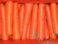 Fresh Carrot