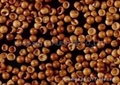 Decapsulate artemia cysts 2