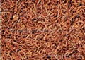 Freeze dried bloodworm