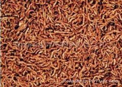 Freeze dried bloodworm