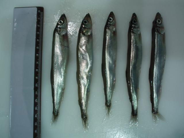 Capelin