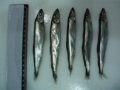 Capelin