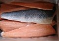 Chum Salmon 1