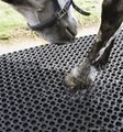horse mat  1