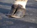 rubber matting in dairy farms  1