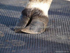 rubber matting in dairy farms 