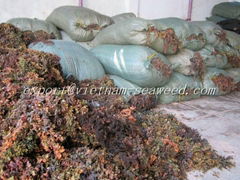 Brown Sargassum Seaweed