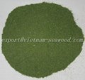 Dried Ulva Lactuca ( Green Seaweed) 4