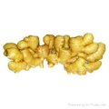 air-dried ginger