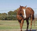 animal fence 1