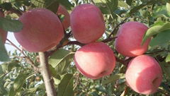 Fresh Fuji Apple