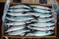 MACKEREL - Scomber japonicus 1