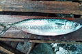 MACKEREL - Scomber japonicus 2