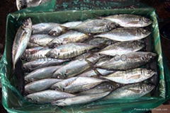 Horse mackerel - Trachurus japonicus