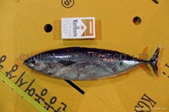 BONITO BULLET TUNA