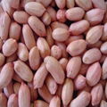 peanut kernels 2