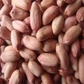 peanut kernels 3