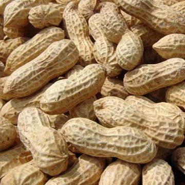 groundnut