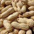 groundnut