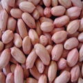 peanut kernels long type