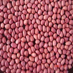 peanut kernels round type