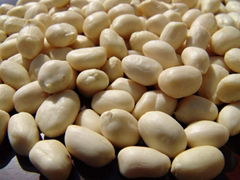 Blanched groundnut kernels