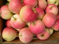 fresh gala apples 1