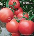 Tomato Seed